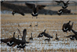 Migrating Canadian Geese Starting to Fly Away in Field