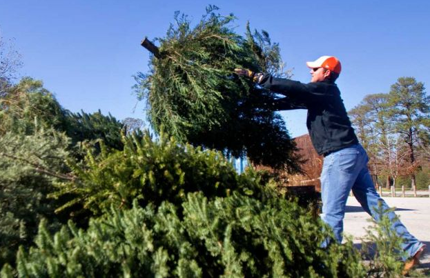Christmas tree removal