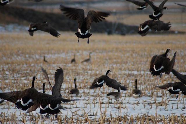 Migrating Canadian Geese Starting to Fly Away in Field