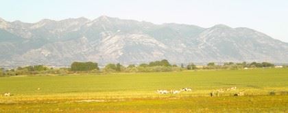 Mountain Range in Background of Grassy Area