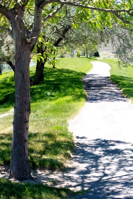Trail Walking Area Near Trees and Grass