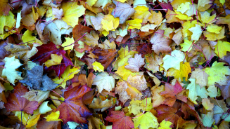 Stock Image of Multi Autumn Colored Leaves
