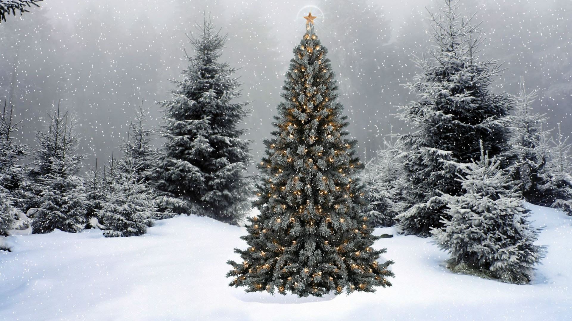 outdoor Christmas Tree in Snow